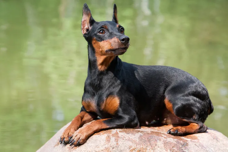 photo of miniature pinscher dog on a large stone