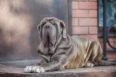 Neapolitan Mastiffs, known for their wrinkly face, are protective and make for great watchdogs.