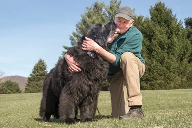 Newfoundland dogs are doubled coated and gentle dogs who are great around kids.