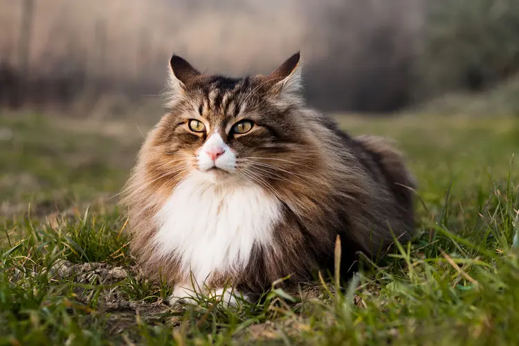https://img.lb.wbmdstatic.com/vim/live/webmd/consumer_assets/site_images/article_thumbnails/reference_guide/what_to_know_about_norwegian_forest_cats_ref_guide/1800x1200_what_to_know_about_norwegian_forest_cats_ref_guide.jpg?resize=750px:*&output-quality=75