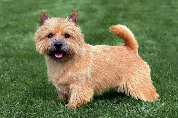 photo of norwich terrier on a grass lawn