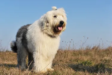 Old English Sheepdogs make for fantastic family dogs.
