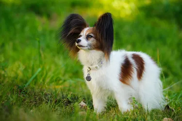 Papillon dogs are a smaller breed who love to be around people.