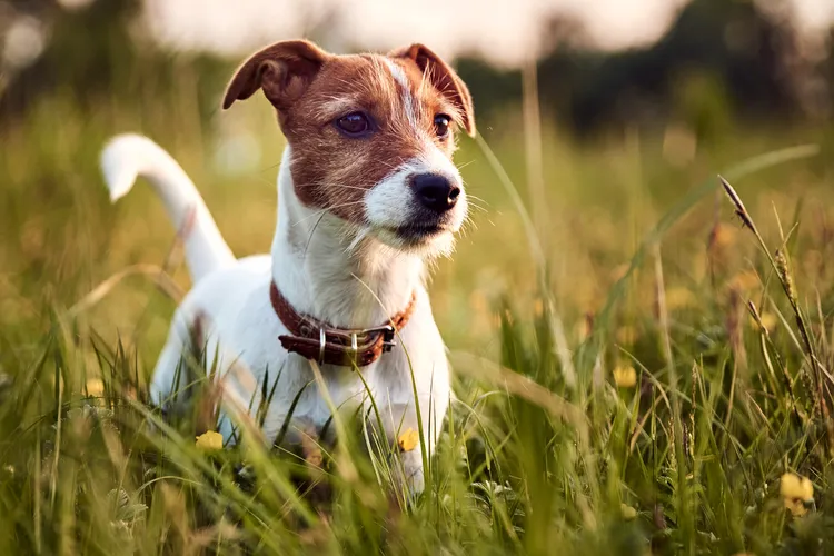 photo of parson russell terrier walking down a tra