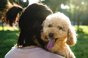 Poodle dogs are an eager, curly-haired breed.