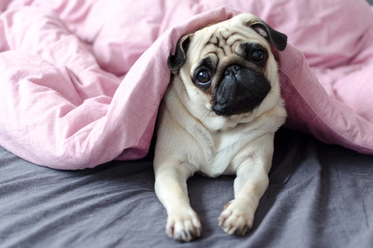 Pug: Eye Problems Pug: Eye Problems