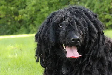 Puli dogs, known for their distinctive coat, are a playful and good-natured breed.
