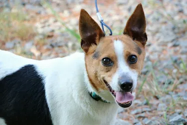 Rat Terriers are friendly and social dogs, perfect for families.