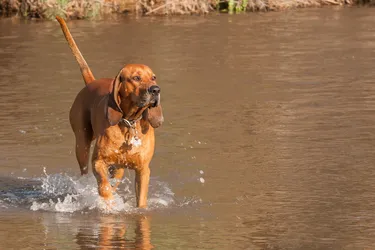 Redbone Coonhounds are smart and protective hunting dogs.
