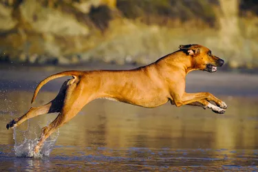 Rhodesian Ridgeback dogs are fast and adaptable dogs from southern Africa.