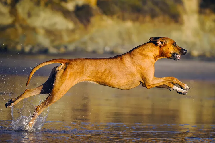 photo of  rhodesian ridgeback dog running through 