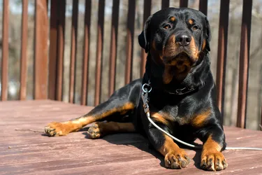 Rottweilers make for great watchdogs and have a fascinating history.