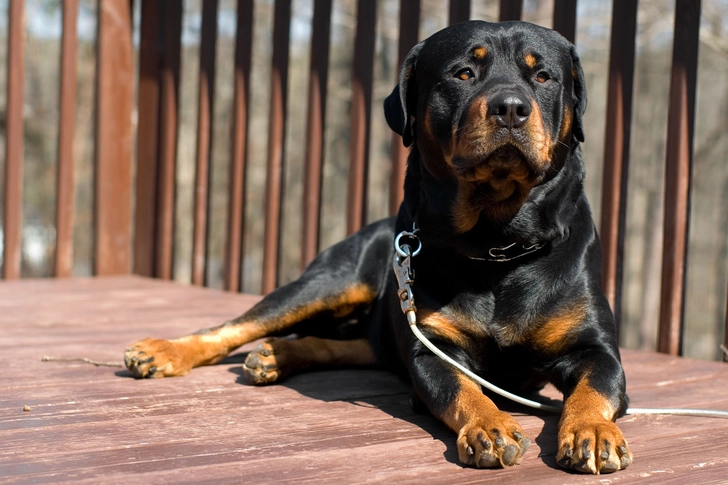 Rottweiler: Joint Problems Rottweiler: Joint Problems