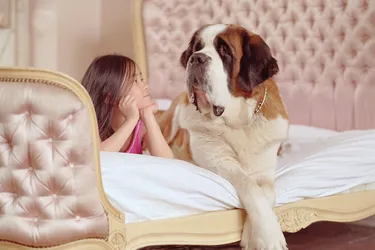 Saint Bernards are a loving dog with distinct features.