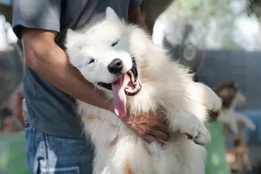 Samoyed dogs are very social and energetic, loving dogs.