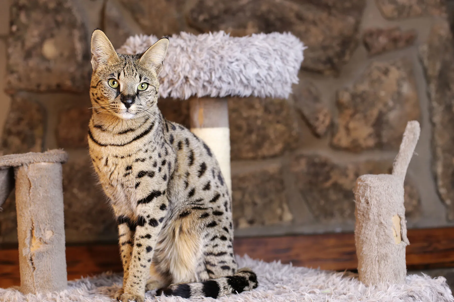 Cat Size Savannah Kitten F1 Cheap F1 Male Savannah Cat Shop