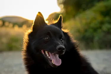 Schipperkes are an affectionate, vigilant and watchful dog.