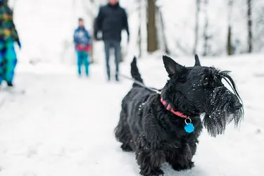 Scottish Terriers are confident dogs who love humans.