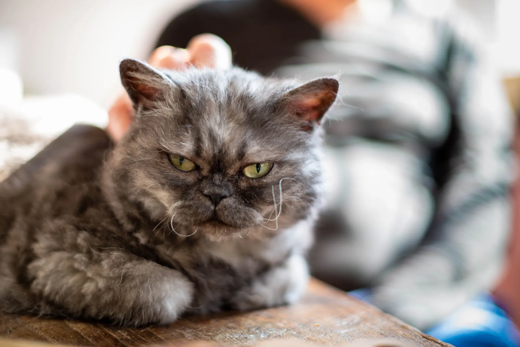 Kids, Pets, and Allergies