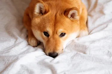 Shiba Inus are independent and affectionate Japanese dogs.