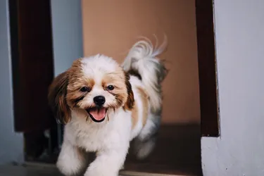 Shih Tzu dogs are playful and social, great for families.