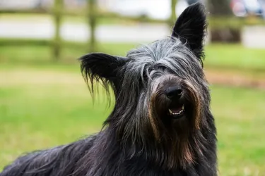 Skye Terriers are a smart and polite dog.