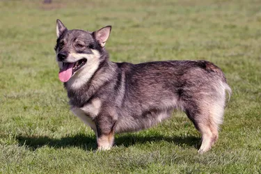 Swedish Vallhund dogs are friendly and sweet with a long history.