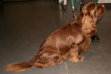 Sussex Spaniel dogs are loyal and friendly.
