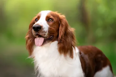 Welsh Springer Spaniels, or Welshies, are a smart and loyal breed.