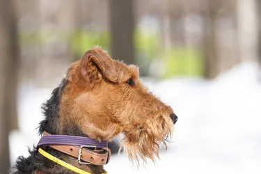 Welsh Terriers are spirited and energetic dogs with strong hunting abilities.