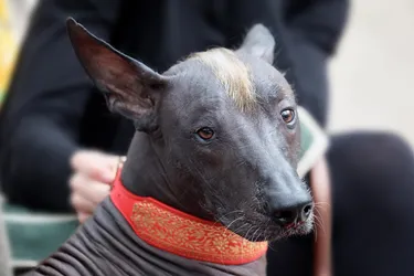Xoloitzcuintli dogs are a playful breed with a fascinating history.