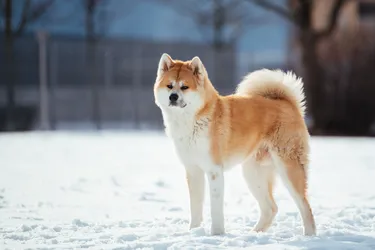 Akita dogs are a calm and loyal breed.
