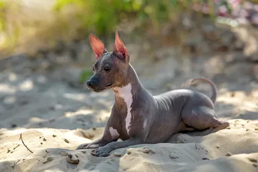 American Hairless Terriers are alert and playful dogs.