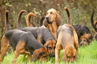 Bloodhounds a large breed of dog, famous for their keen sense of smell.