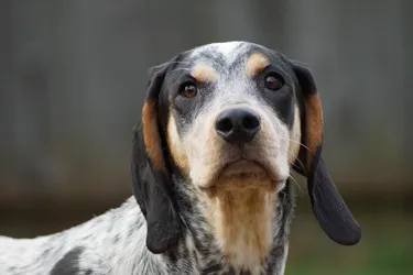 Bluetick Coonhounds are a loyal and affectionate hunting dog.