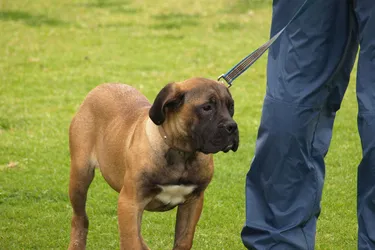 Boerboels make for great guard dogs with strong protective instincts.
