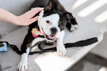 Boston Terriers are a smaller dog breed with a friendly personality perfect for families.