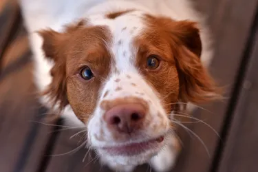 A Brittany Dog looking at the camera.