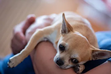 Chihuahuas show a lot of affection and love to be close to their owners.