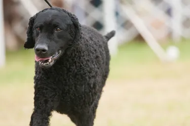 Curly-Coated Retrievers are affectionate and confident with a unique retriever coat.