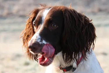 English Springer Spaniel dogs are excellent and obedient dogs, perfect for families.