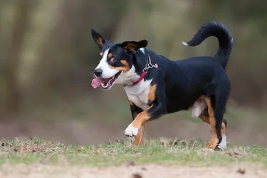 The Entlebucher Mountain Dog is a happy breed with a lot of enthusiasm.