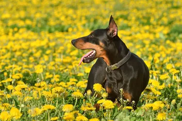German Pinschers are an energetic and loyal working dog.