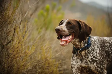 German Shorthaired Pointers are social and playful dogs.