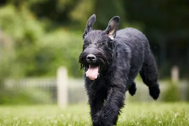 Giant Schnauzers love attention and are an affectionate, loyal pet.