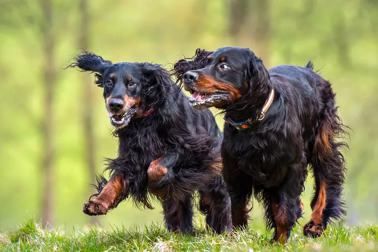 How Does Pet CBD Oil Really Help Your Dog or Cat Feel Better How Does Pet CBD Oil Really Help Your Dog or Cat Feel Better