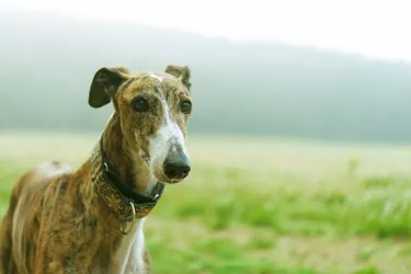 Greyhound dogs are known for their speed and more mild, independent nature.
