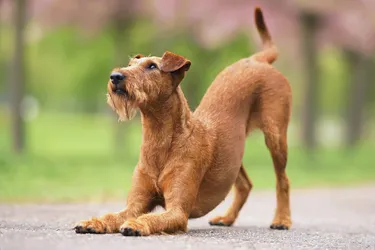 Irish Terriers are a courageous and protective dog.