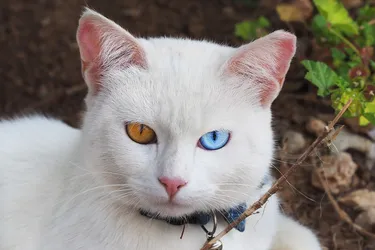 Khao Manee cats are smart and curious with distinctive eyes.