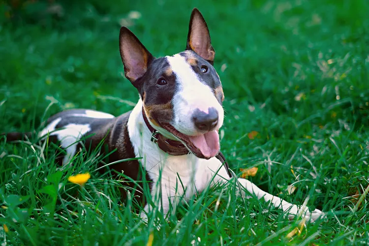 Photo of miniature bull terrier in the gras